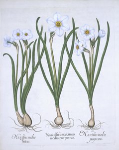 Drei weiße Narzissen, aus Hortus Eystettensis, von Basil Besler, veröffentlicht 1613 von German School