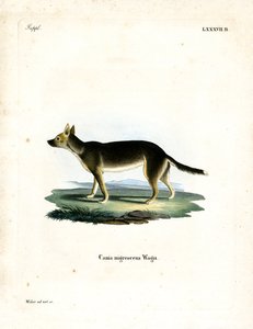 Tibetischer Hund