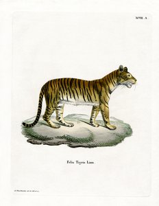 Tiger von German School