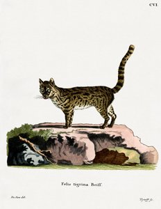 Tigerkatze von German School