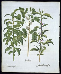 Pistazienbaum, Lorbeerbaum (Laurus Nobilis) und Mandelbaum, Tafel 6 aus Hortus Eystettensis von Basil Besler (1561-1629), veröffentlicht 1613 von German School
