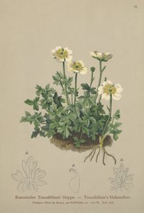 Traunfellners Hahnenfuß (Ranunculus Traunfellneri)