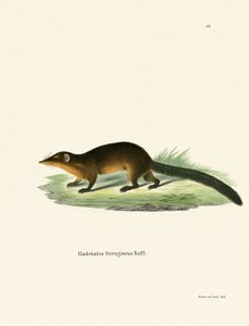 Spitzhörnchen
