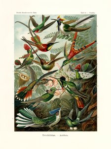 Trochilidae von German School