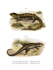 Tropidogerrhon rudicollis von German School
