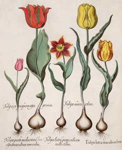 Tulpen: 1. Tulipa lutea maculis rubens; 2. Tulipa aurei coloris; 3. Tulipa lutea prope calicem radis rubro; 4. Tulipa parte media viridibus signaturis, altera vero rubia; 5. Tulipa cx purpura rosea persica