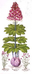 Türkenbundlilie und Dianthus, aus Hortus Eystettensis, von Basil Besler, veröffentlicht 1613 von German School