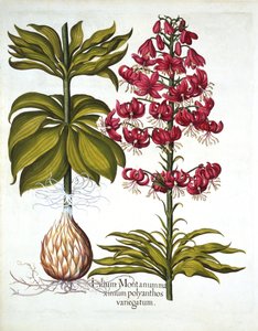 Türkenbundlilie, aus Hortus Eystettensis, von Basil Besler, 1613 von German School
