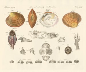 Zwei- und mehrklappige Muschelschalen von German School