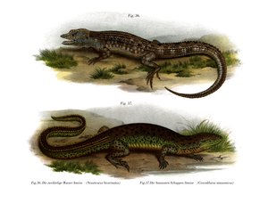 Zweigesichtiger Neusticurus von German School