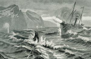 Verwendung einer Harpune von einem schnellen Dampfschiff von German School