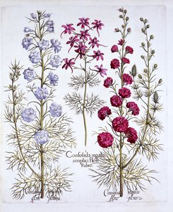 Ritterspornsorten, aus Hortus Eystettensis, von Basil Besler, 1613