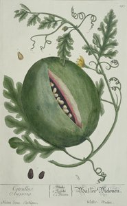 Wassermelone, aus Einem Neugierigen Kräuterbuch, deutsche Ausgabe, veröffentlicht 1757 von German School