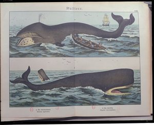 Walfang und Pottwal, aus Naturgeschichte der Säugetiere (1861) von Gotthelf Heinrich von Schubert, veröffentlicht in Stuttgart, 1886