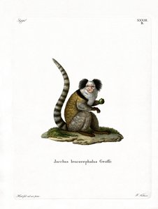 Weißkopf-Marmoset von German School