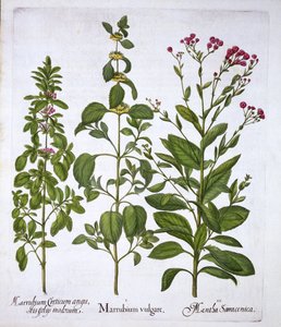 Weißer Andorn, Andorn und Minze, aus Hortus Eystettensis, von Basil Besler, veröffentlicht 1613