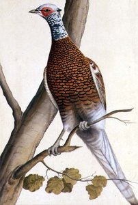 Weißer Fasan, ca. 1740