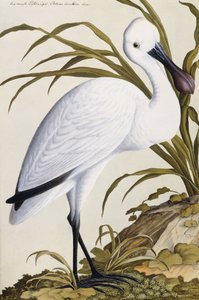 Weißer Löffler, 1750-1800