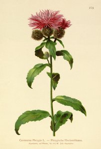 Perücken-Flockenblume von German School
