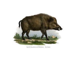 Wildschwein, 1860