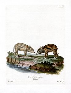 Wildschweinferkel