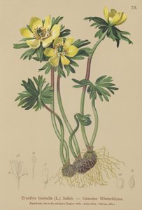 Winterling (Eranthis hiemalis, Eranthis hyemalis)