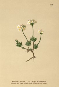 Wolliges Mannsschild (Androsace villosa) von German School