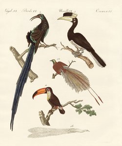 Wunderbare Vögel von German School