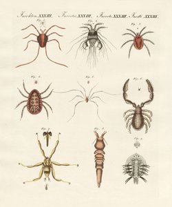 Wunderbare Insekten