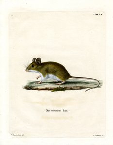 Waldmaus
