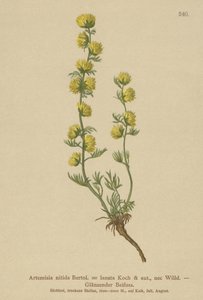 Wermut (Artemisia nitida, Artemisia lantana)