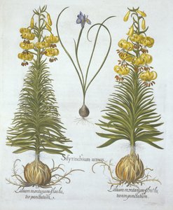 Gelbe Türkenbundlilie mit Zwiebel und Zwerg-Blaue Augenblume, aus Hortus Eystettensis, von Basil Besler (1561-1629), veröffentlicht 1613
