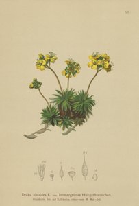 Gelbes Hungerblümchen