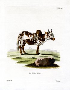 Zebu von German School