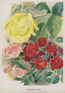 Konservatoriumsrosen