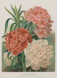 Malmaison-Nelken von Gertrude Hamilton