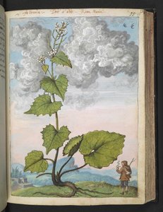 Alliaria petiolata: Eine hohe Pflanze mit weißen Blütenblättern, aus "Paintings of Flora of the Roman States" von Gherardo Cibo von Gherardo Cibo