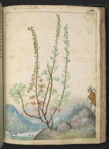 Artemisia abrotanum (Eberraute), aus 