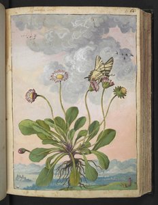 Bellis perennis, aus "Paintings of Flora of the Roman States" von Gherardo Cibo von Gherardo Cibo