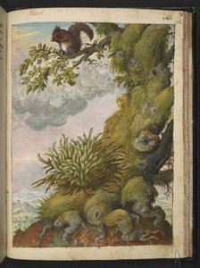 Bryophyt (Moos) und ein Eichhörnchen auf einem Ast, aus "Gemälde der Flora der römischen Staaten" von Gherardo Cibo