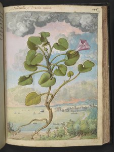 Calystegia soldanella, aus "Gemälde der Flora der römischen Staaten" von Gherardo Cibo, Add MS 22333, f150r, ca. 1564-84 von Gherardo Cibo
