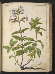 Caryophyllaceae (Seifenkräuter): eine Gattung von Blütenpflanzen in der Familie der Nelkengewächse, aus 