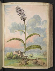 Dactylorhiza fuchsii, aus 