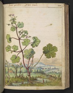 Geranium rotundifolium: Eine Pflanze mit rosa Blüten, aus "Paintings of Flora of the Roman States" von Gherardo Cibo von Gherardo Cibo