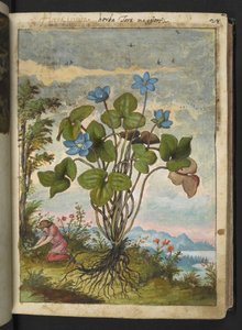 Hepatica nobilis: Eine Pflanze mit blauen Blütenblättern und einer Person, die gräbt oder Stecklinge nimmt, aus "Paintings of Flora of the Roman States" von Gherardo Cibo von Gherardo Cibo