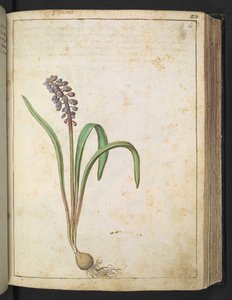 Hyacinthus, aus "Paintings of Flora of the Roman States" von Gherardo Cibo
