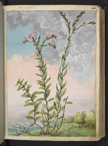 Linum viscosum: Eine hohe Pflanze mit rosa Blüten, aus "Paintings of Flora of the Roman States" von Gherardo Cibo von Gherardo Cibo
