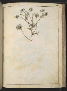 Matricaria chamomilla (Kamille), aus "Gemälde der Flora der römischen Staaten" von Gherardo Cibo, Add MS 22333, f163r, ca. 1564-84