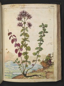 Origanum vulgare, aus "Paintings of Flora of the Roman States" von Gherardo Cibo von Gherardo Cibo