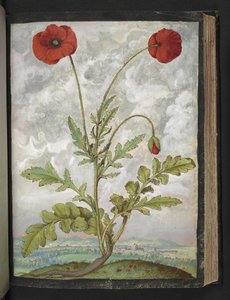 Papaver rhoeas (Mohnblumen), aus "Gemälde der Flora der römischen Staaten" von Gherardo Cibo, Add MS 22333, f107r, ca. 1564-84